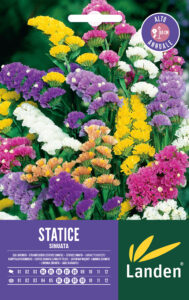 Statice sinuata