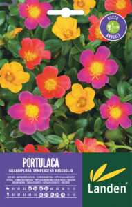 Portulaca grandifiori semplice