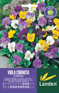 Viola cornuta in mix