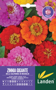 Zinnia gigante