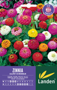 Zinnia lilliput