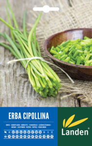 Erba cipollina