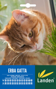 Erba per gatti