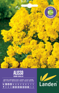 Alisso giallo