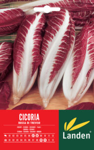 Cicoria di Treviso precoce