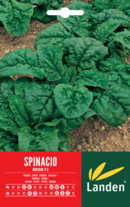 Spinacio riccio F.1