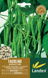 Fagiolino rampicante verde