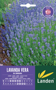 Lavanda vera da bordura