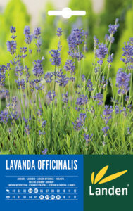 Lavanda