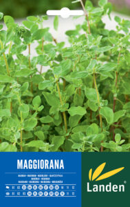 Maggiorana