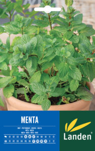 Menta