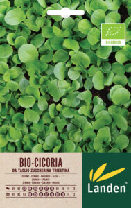 Cicoria bionda zuccherina bio
