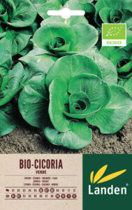 Cicoria verde bio