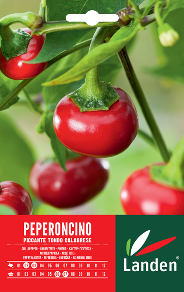 Semi Peperone Tondo Piccante Calabrese - Confezione Da 100 Semi Per Orto - Foto 9