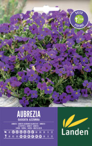 Aubrezia cascata azzurra