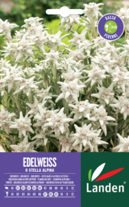 Edelweiss o stella alpina