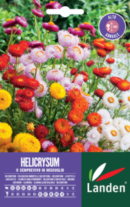 Helichrysum o semprevivo in mix