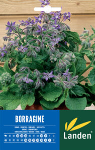 Borragine