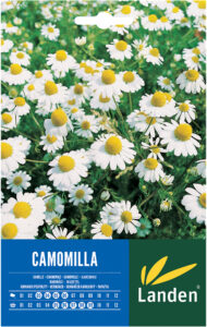 Camomilla