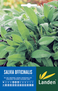 Salvia
