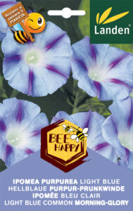 Ipomea Purpurea light blue