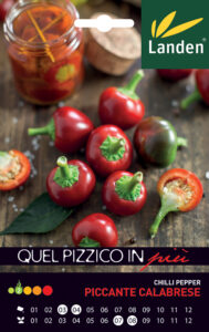 Peperoncino piccante Calabrese