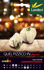Habanero Bianco