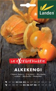 Alkekengi