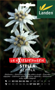Stella Alpina