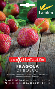 Fragola di bosco