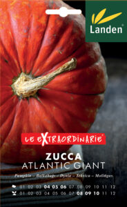 Zucca Atlantic Giant