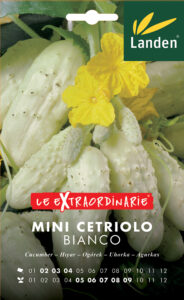 Mini Cetriolo bianco